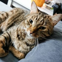 Close-up portrait of a cat