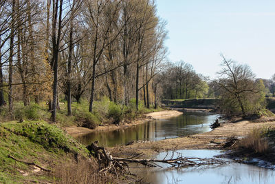 River stream amidst trees against sky