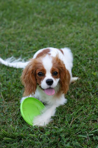 Portrait of dog on field