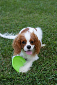 King charles cavalier spaniel puppy happily playing with toy flying disk