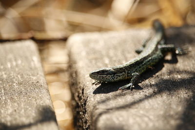 Close-up of lizard