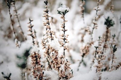 Close-up of snow covered plant