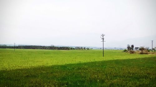 Scenic view of grassy field