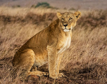 Portrait of cat on field