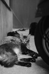 Cat relaxing at home