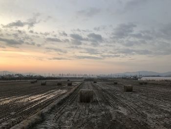 Scenic view of agricultural field against sky during sunset