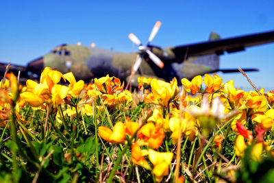 Close-up of sunflowers in field