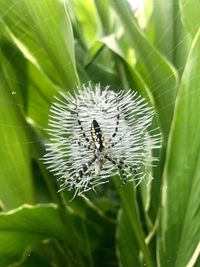 Close-up of insect on leaf