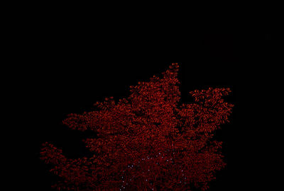 Low angle view of tree against sky at night