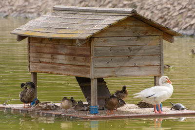 View of birds in the lake