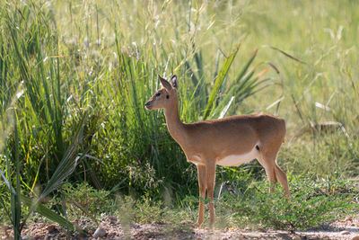 Oribi, ourebia ourebi, murchison falls national park, uganda