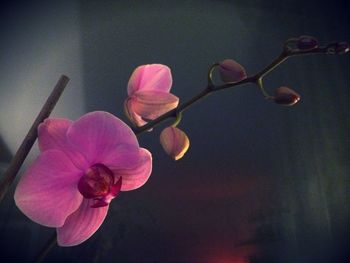 Close-up of pink orchid blooming outdoors