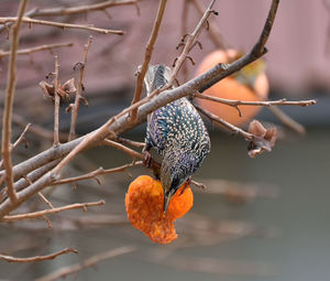 Close-up of fruit on tree