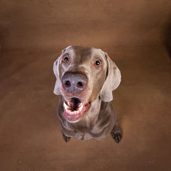 High angle portrait of dog sticking out tongue