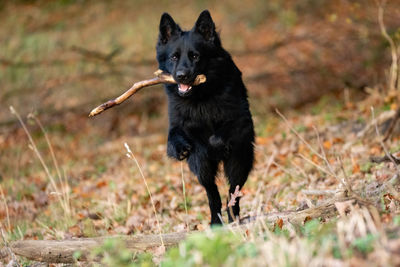 Black dog running on field