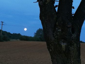 Close-up of tree trunk against clear sky