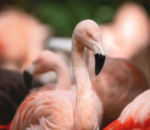 Close-up of birds