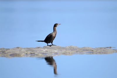 Bird perching on a lake