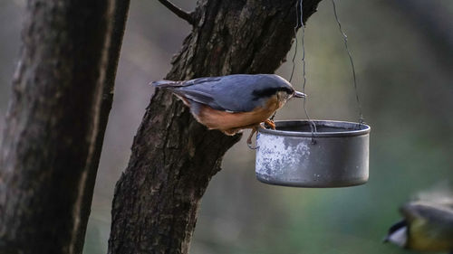 Close-up of bird perching on tree trunk