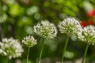 Close-up of white flowering plants on field