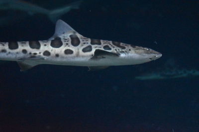 Fish underwater