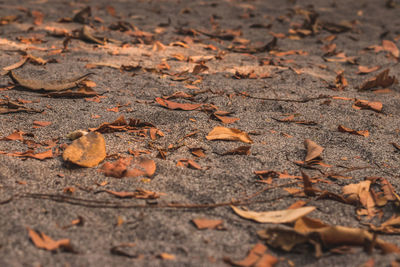 High angle view of dried leaves on field