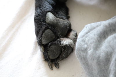 Close-up of paw of dog