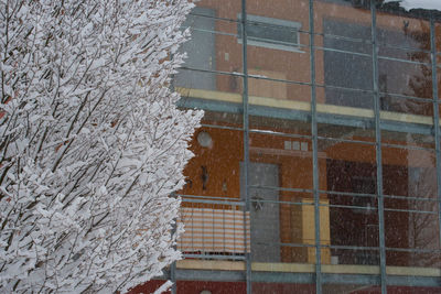 Snow covered tree by building in city