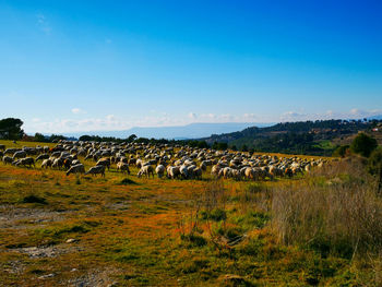 View of sheep on field against sky