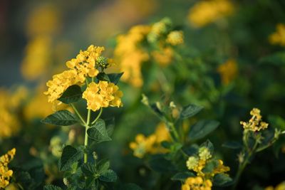 Little yellow flower