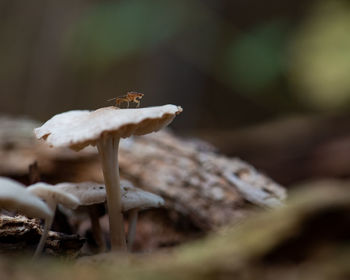 Close-up of mushroom in forest