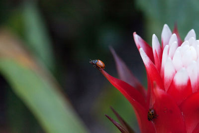 Close-up of insect on flower