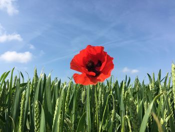 Close-up of red poppy flowers