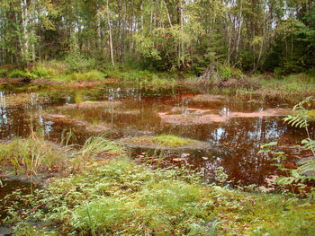 Stream in forest