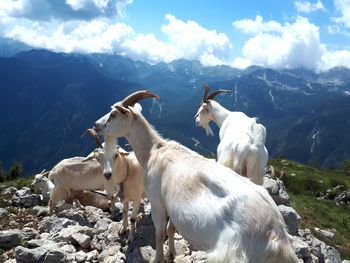 View of sheep on mountain