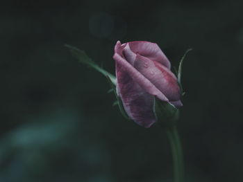 Close-up of pink rose flower