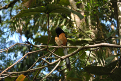 Low angle view of bird perching on tree