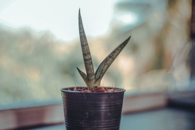 Close-up of potted plant on table