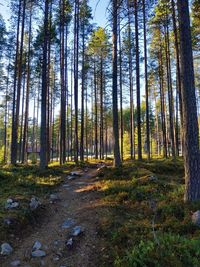 Pine trees in forest