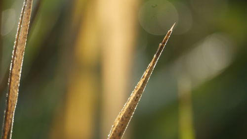 Close-up of wet plant growing on field