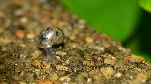 Close-up of turtle in a water