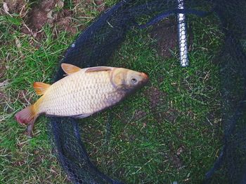 High angle view of fish on field