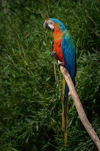 Close-up of bird perching on tree