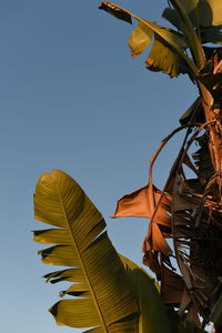 Low angle view of plant against clear blue sky
