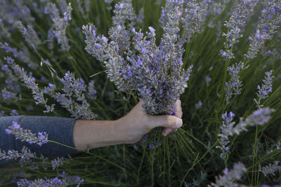 Cropped hand of woman holding purple flowering plants on land