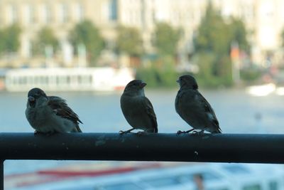 Close-up of sparrow perching on wall against sky