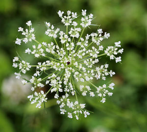 Close-up of white flowering plant