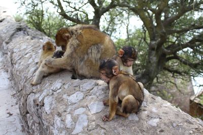 Monkeys sitting on rock at gibraltar 
