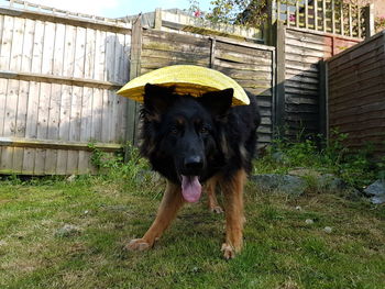 Portrait of black dog on field