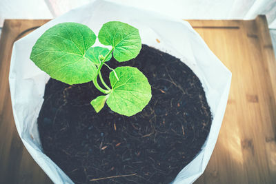 High angle view of potted plant